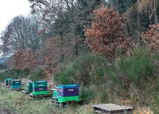 Bienen im Dadantsystem