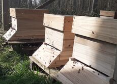 Bienen im Dadantsystem