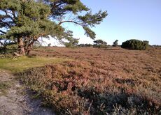 Heide auf Hiddensee