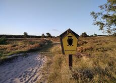 Heide auf Hiddensee