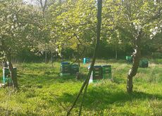 Bienen im Dadantsystem