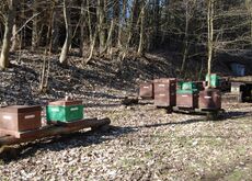 Bienenstöcke im Trebeltal