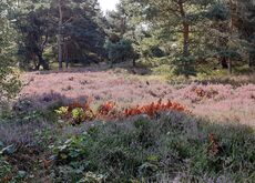 Heide auf Hiddensee