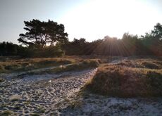 Heide auf Hiddensee