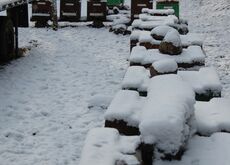 Winterruhe der Bienen